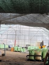 팜모닝 · 게시글 이미지