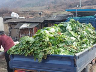 손윤영/수채화농원님의 배추 · 일상 작성글 사진