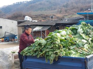손윤영/수채화농원님의 배추 · 일상 작성글 사진