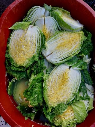 손윤영/수채화농원님의 배추 · 일상 작성글 사진