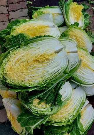 손윤영/수채화농원님의 배추 · 일상 작성글 사진