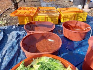 손윤영/수채화농원님의 배추 · 일상 작성글 사진