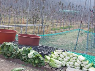 손윤영/수채화농원님의 배추 · 일상 작성글 사진