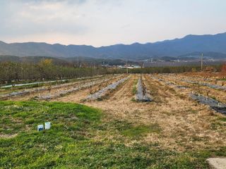 포항태추감님의 감 · 자유게시판 작성글 사진