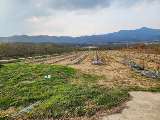 포항태추감님의 감 · 자유게시판 작성글 사진