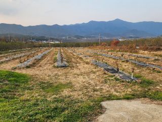 포항태추감님의 감 · 자유게시판 작성글 사진