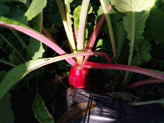 금동이네님의 기타작물 · 자유게시판 작성글 사진