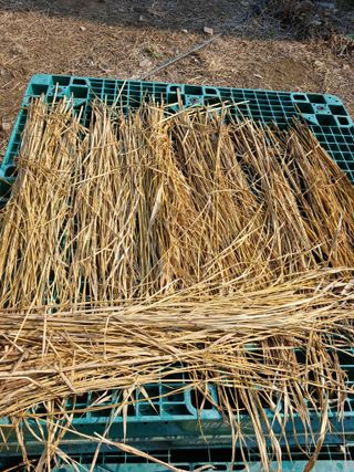 이상애초보농업님의 자유주제 · 자유게시판 작성글 사진