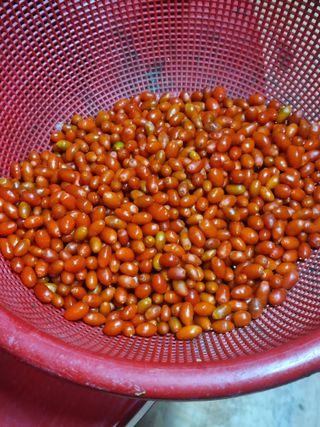 호미대장님의 기타작물 · 자유게시판 작성글 사진