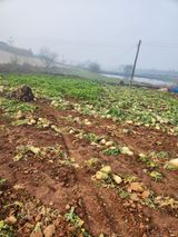 팜모닝 기타작물·영농일지 게시글 이미지