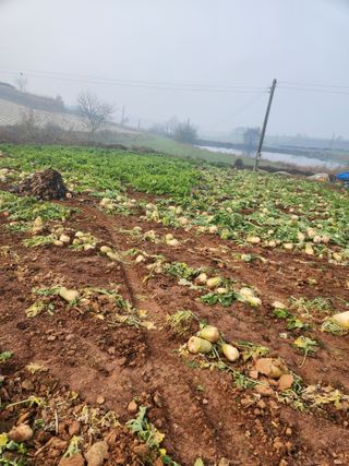 김저팔계님의 기타작물 · 영농일지 작성글 사진