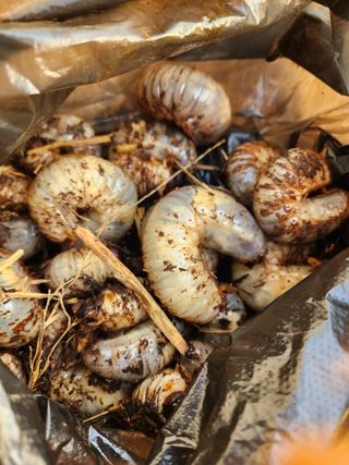 김저팔계님의 기타작물 · 영농일지 작성글 사진