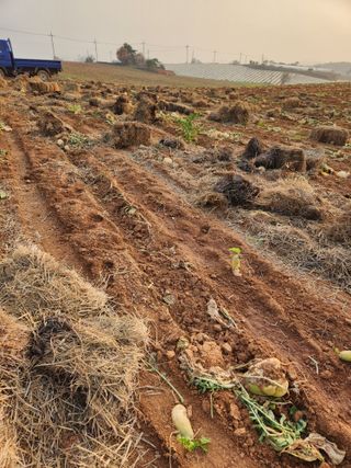 김저팔계님의 기타작물 · 영농일지 작성글 사진