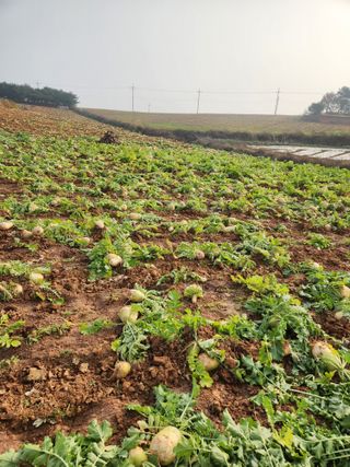 김저팔계님의 기타작물 · 영농일지 작성글 사진