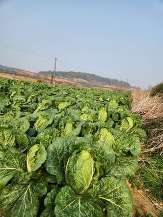 김저팔계님의 기타작물 · 영농일지 작성글 사진