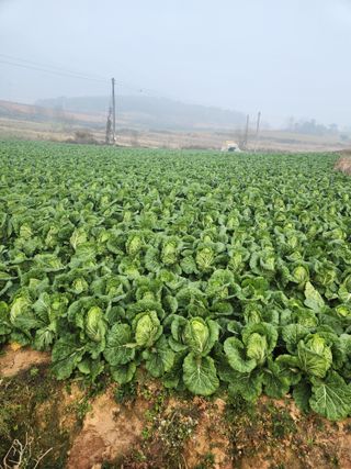 김저팔계님의 기타작물 · 영농일지 작성글 사진