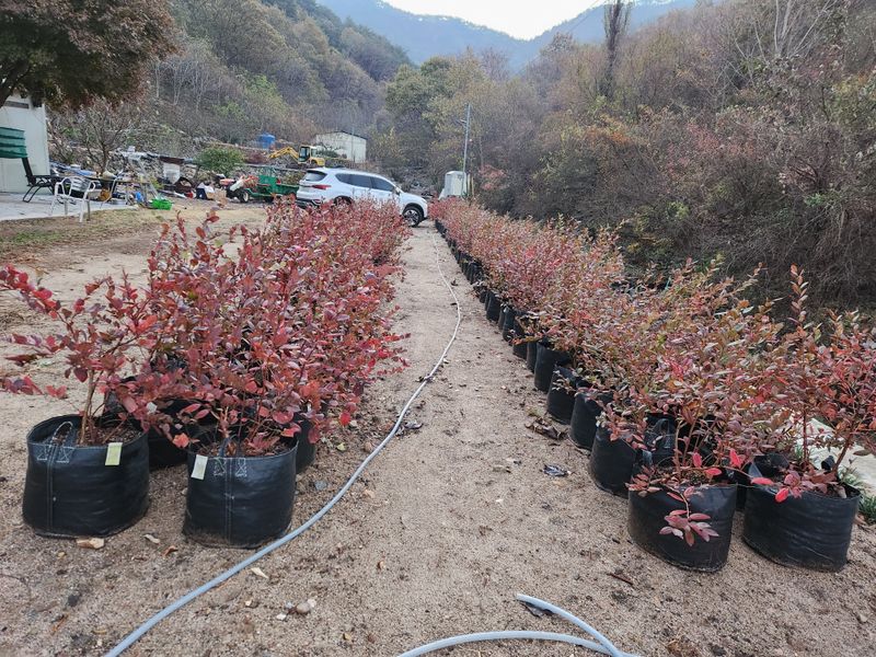 장터 상품 [블루베리 결실주 판매] 썸네일