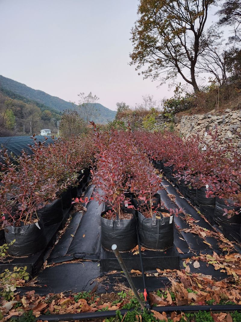 만날재 벌지기님의 장터 판매 상품 [블루베리 결실주 판매] 첨부 사진