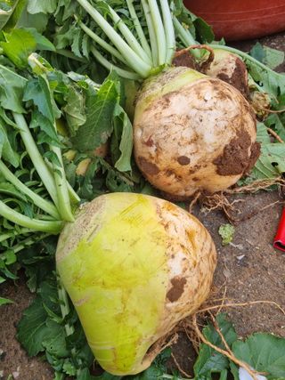 영애님의 자유주제 · 자유게시판 작성글 사진