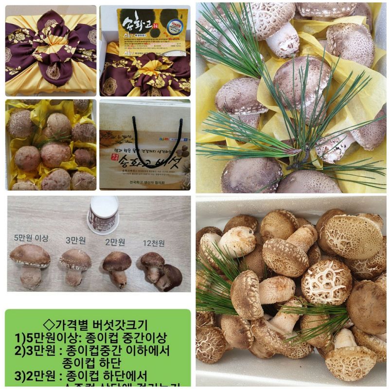 장터 상품 [송화고버섯1kg] 썸네일