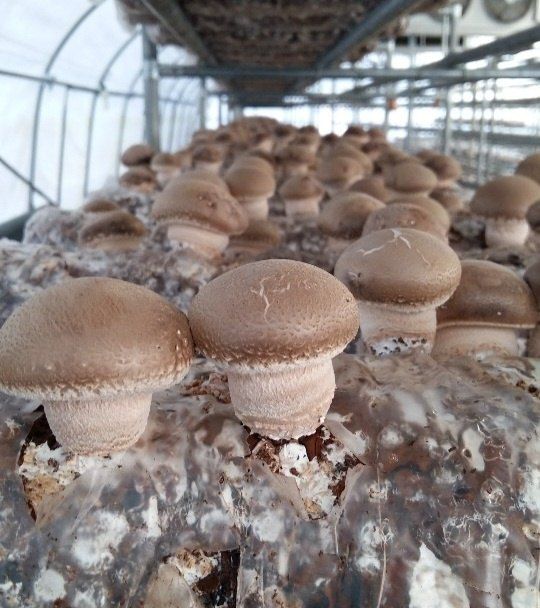 신현옥님의 장터 판매 상품 [송화고버섯1kg] 첨부 사진