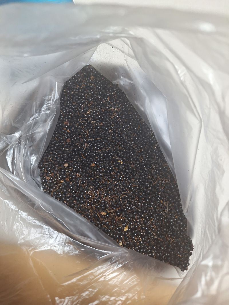 장터 상품 [초피 껍질 판매 438그램] 썸네일