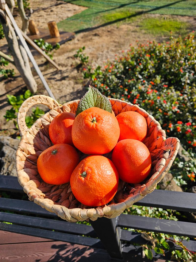 선물차롱님의 장터 판매 상품 [💢한정판매💢꼬마귤 주문가능/왕귤품절] 첨부 사진