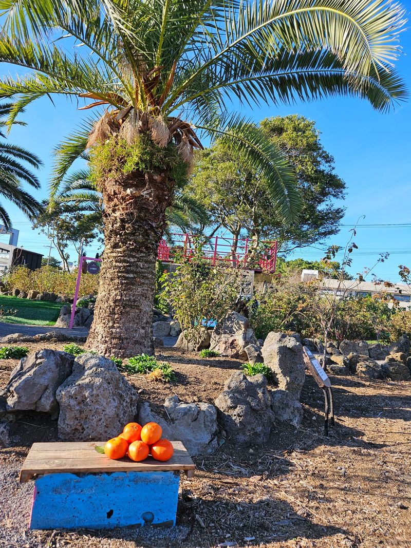 선물차롱님의 장터 판매 상품 [💢한정판매💢꼬마귤 주문가능/왕귤품절] 첨부 사진