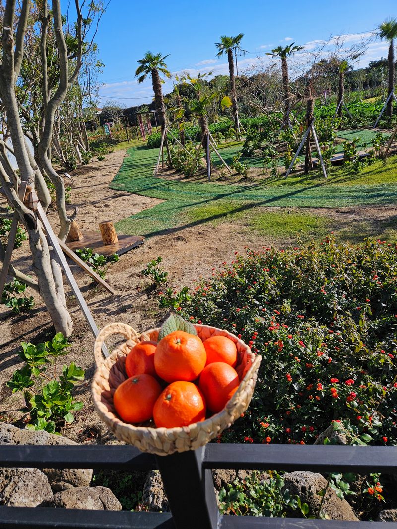 선물차롱님의 장터 판매 상품 [💢한정판매💢꼬마귤 주문가능/왕귤품절] 첨부 사진