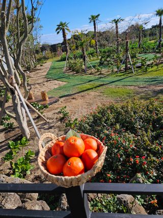 선물차롱님의 작성글 사진