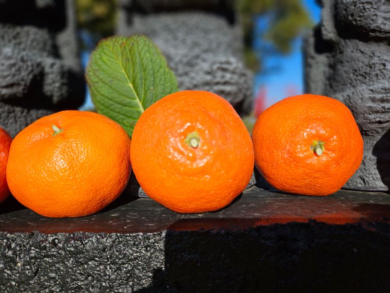 선물차롱님의 장터 판매 상품 [💢한정판매💢꼬마귤 주문가능/왕귤품절] 첨부 사진