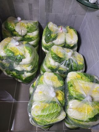 또다시봄님의 배추 · 수확 작성글 사진