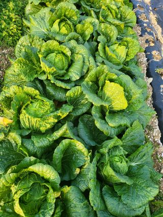 또다시봄님의 배추 · 수확 작성글 사진