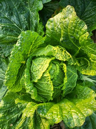 또다시봄님의 배추 · 수확 작성글 사진