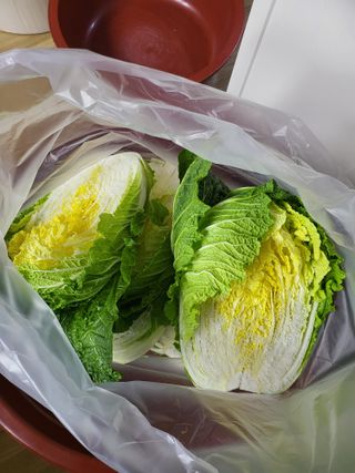 또다시봄님의 배추 · 수확 작성글 사진