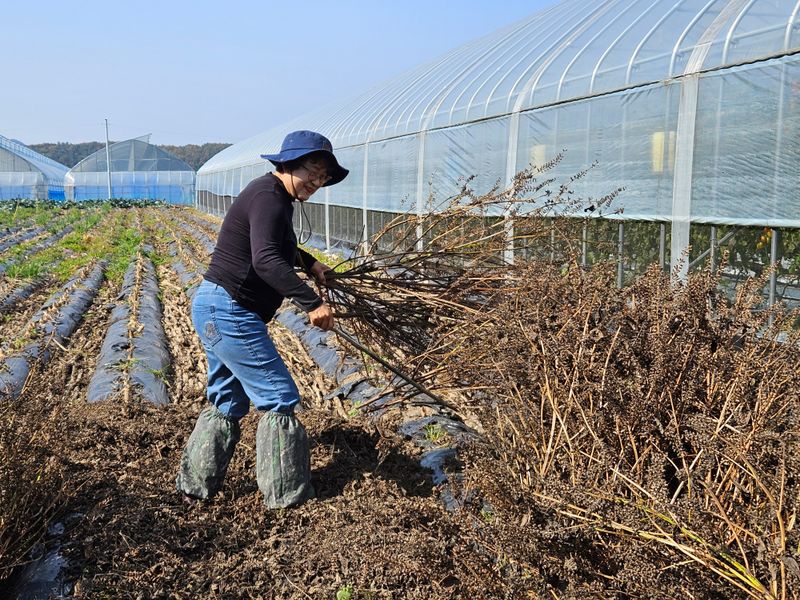 채경희님의 장터 판매 상품 [들깨 1kg] 첨부 사진