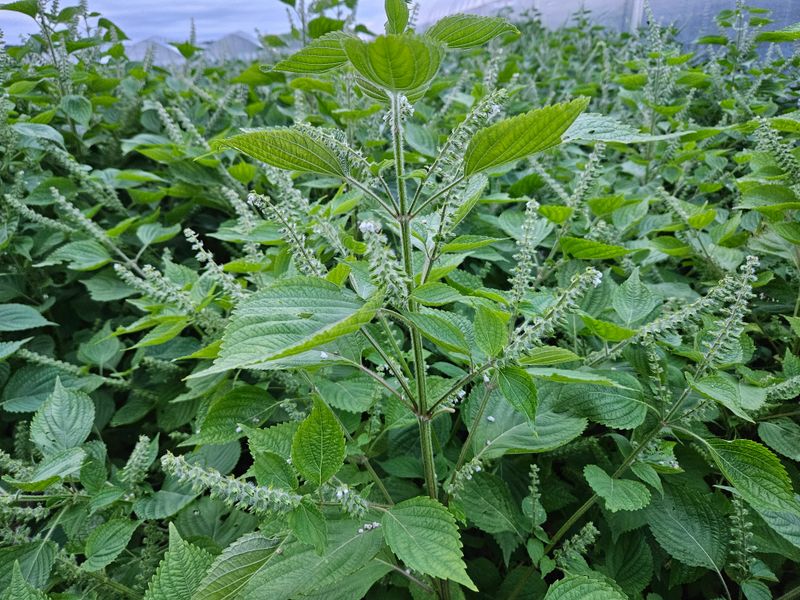 채경희님의 장터 판매 상품 [들깨 1kg] 첨부 사진