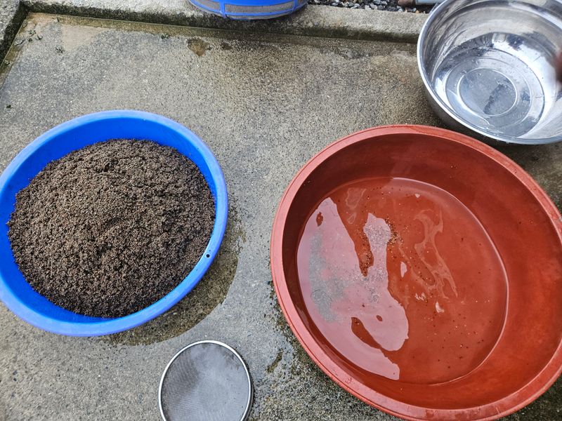 채경희님의 장터 판매 상품 [들깨 1kg] 첨부 사진