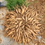 팜모닝 장터이야기·자유게시판 게시글 이미지