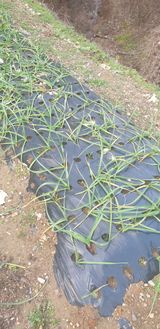 팜모닝 마늘·병해충상담 게시글 이미지