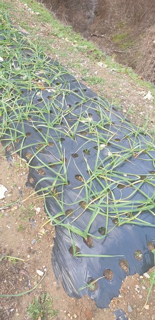 밤가시 여주농장님의 마늘 · 병해충상담 작성글 사진