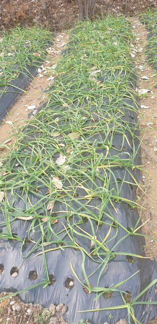 밤가시 여주농장님의 마늘 · 병해충상담 작성글 사진