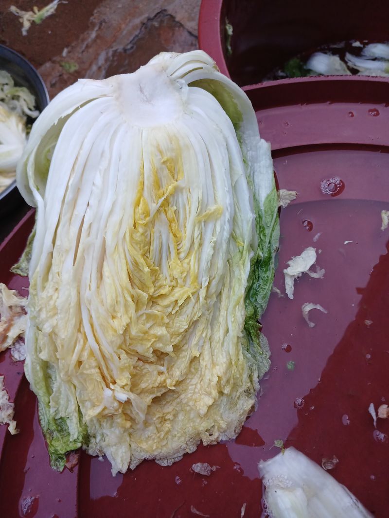 장터 상품 [절임배추1박스  20키로 35,000원] 썸네일