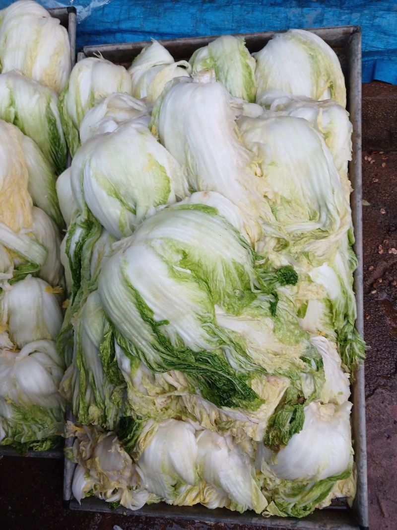 보미어르신님의 장터 판매 상품 [절임배추1박스  20키로 35,000원] 첨부 사진