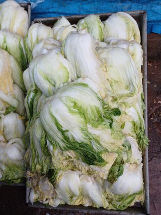 보미어르신님의 작성글 사진