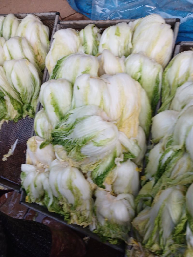 보미어르신님의 장터 판매 상품 [절임배추1박스  20키로 35,000원] 첨부 사진