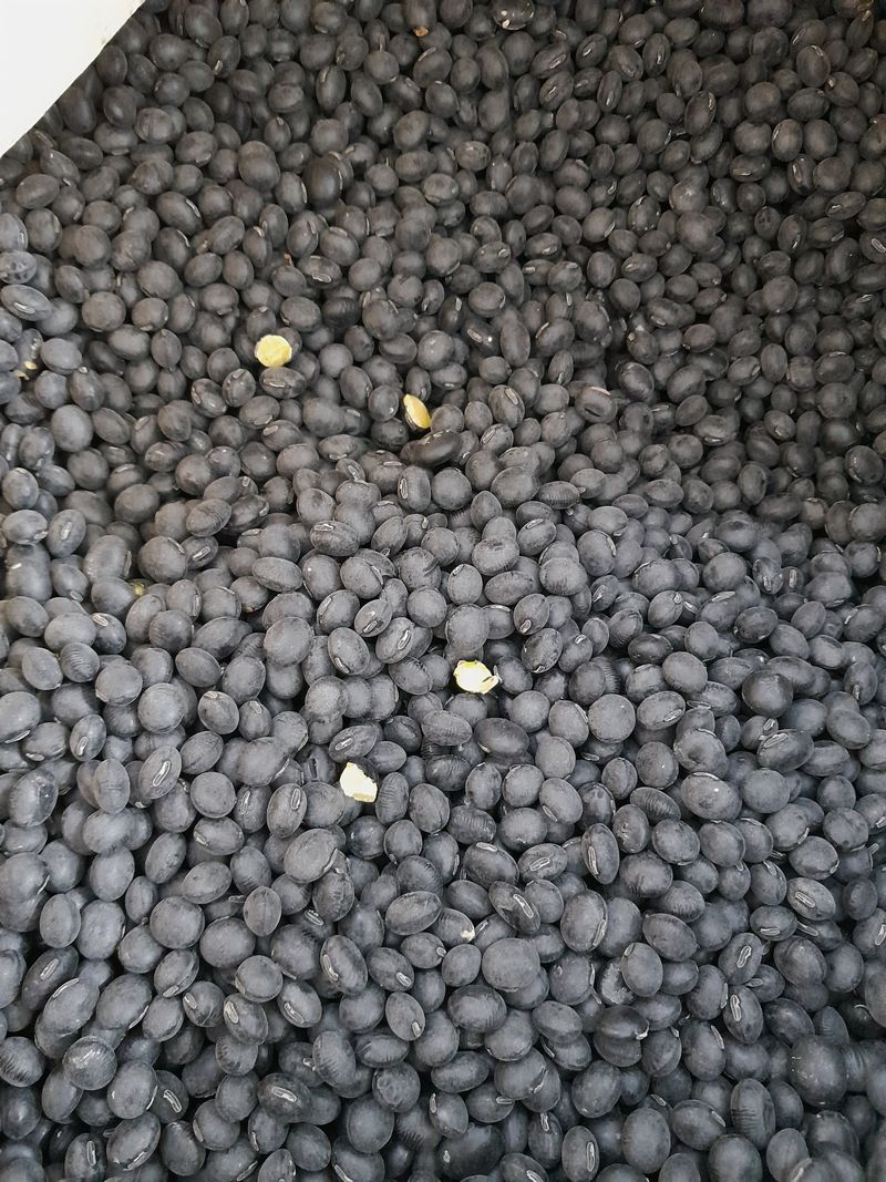 장터 상품 [서리태1키로] 썸네일