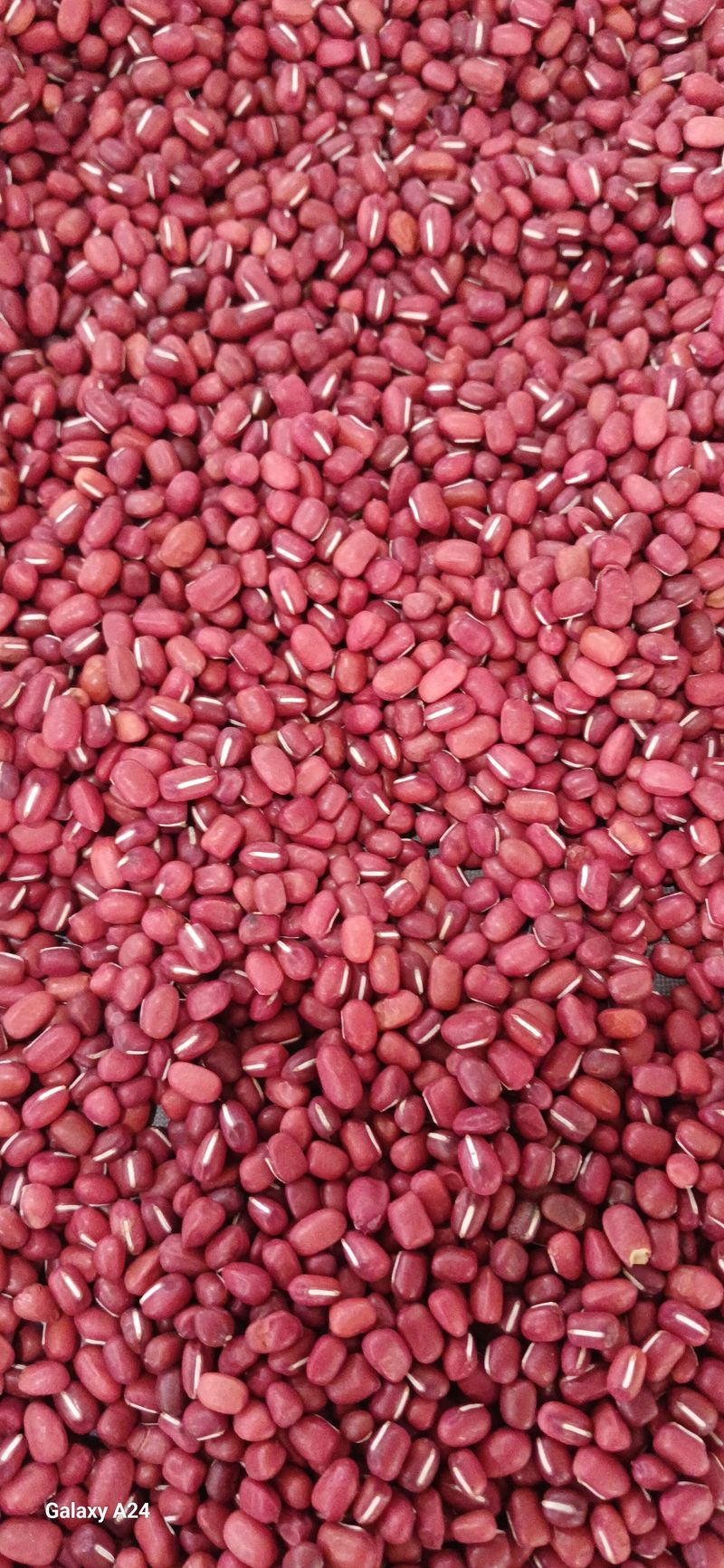 장터 상품 [서리태1키로] 썸네일