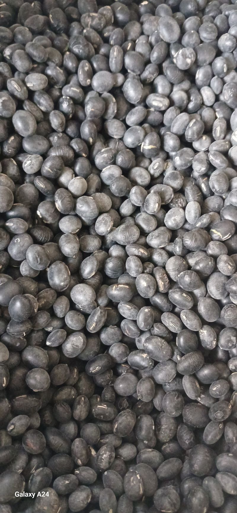 논산 농부 부인님의 장터 판매 상품 [서리태1키로] 첨부 사진