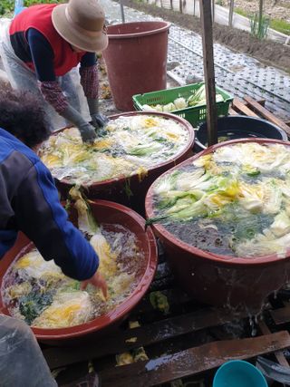 김화연님의 배추 · 일상 작성글 사진